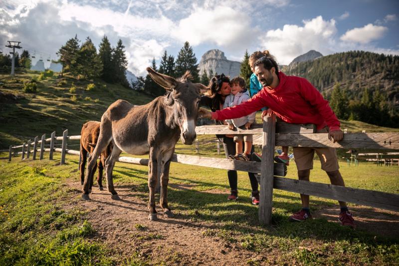 Fattorie didattiche in montagna con asinelli