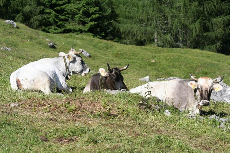 Mucche al pascolo in Val d'Ambiez