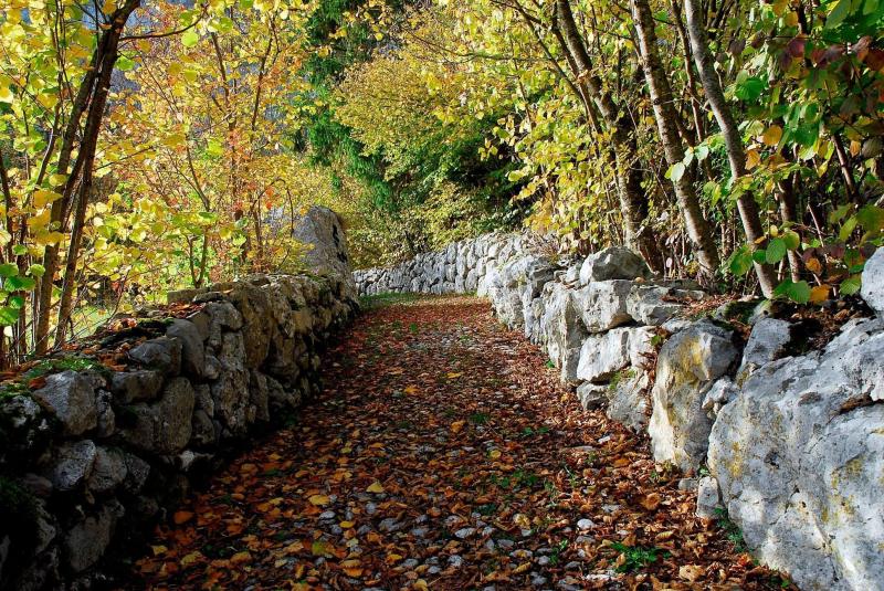 Passeggiata nel bosco in autunno