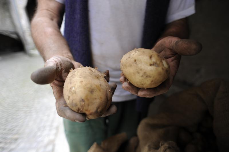 Patate trentine montagnine